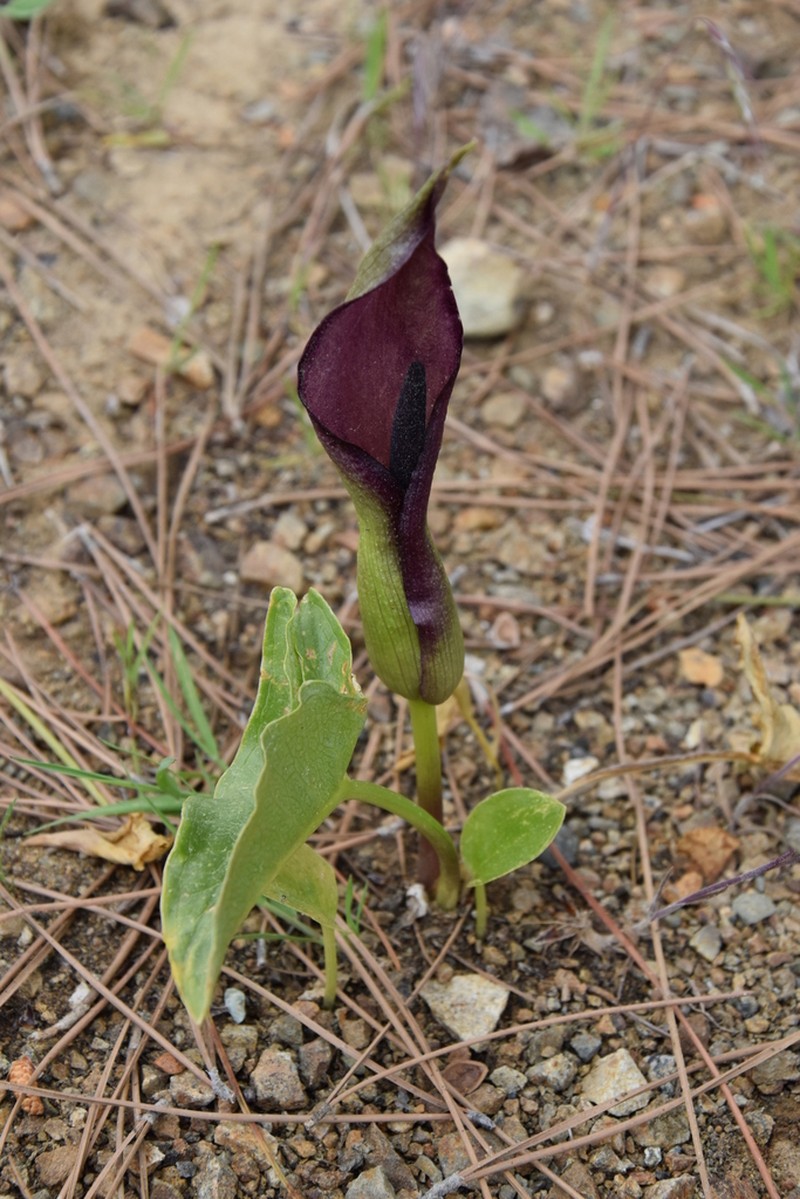 Arum sintenisii photo 3