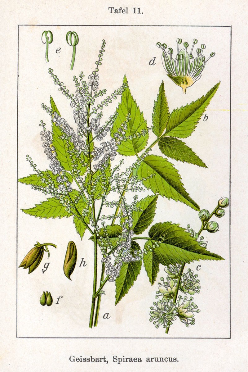 Aruncus aethusifolius