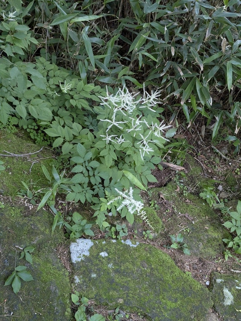 Aruncus aethusifolius photo 2