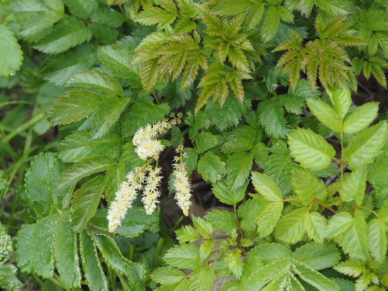 Aruncus aethusifolius photo 3