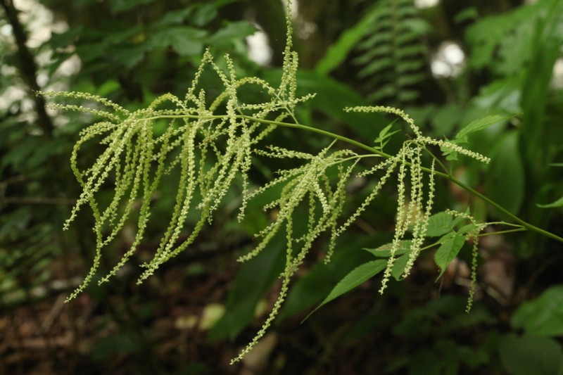 Aruncus aethusifolius photo 6