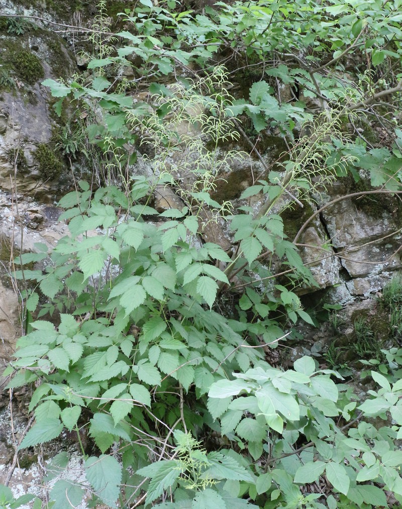 Aruncus aethusifolius photo 7