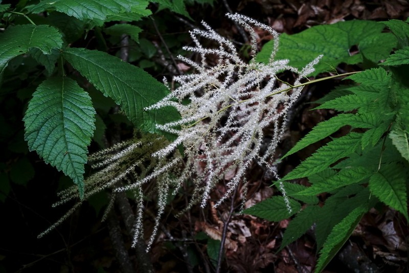 Aruncus aethusifolius photo 8