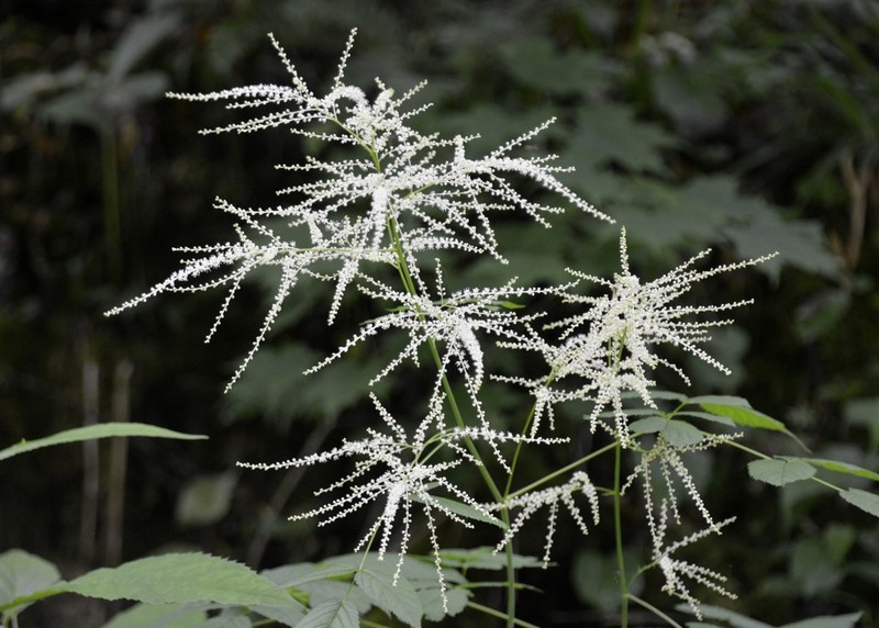 Bride's Feathers photo 6
