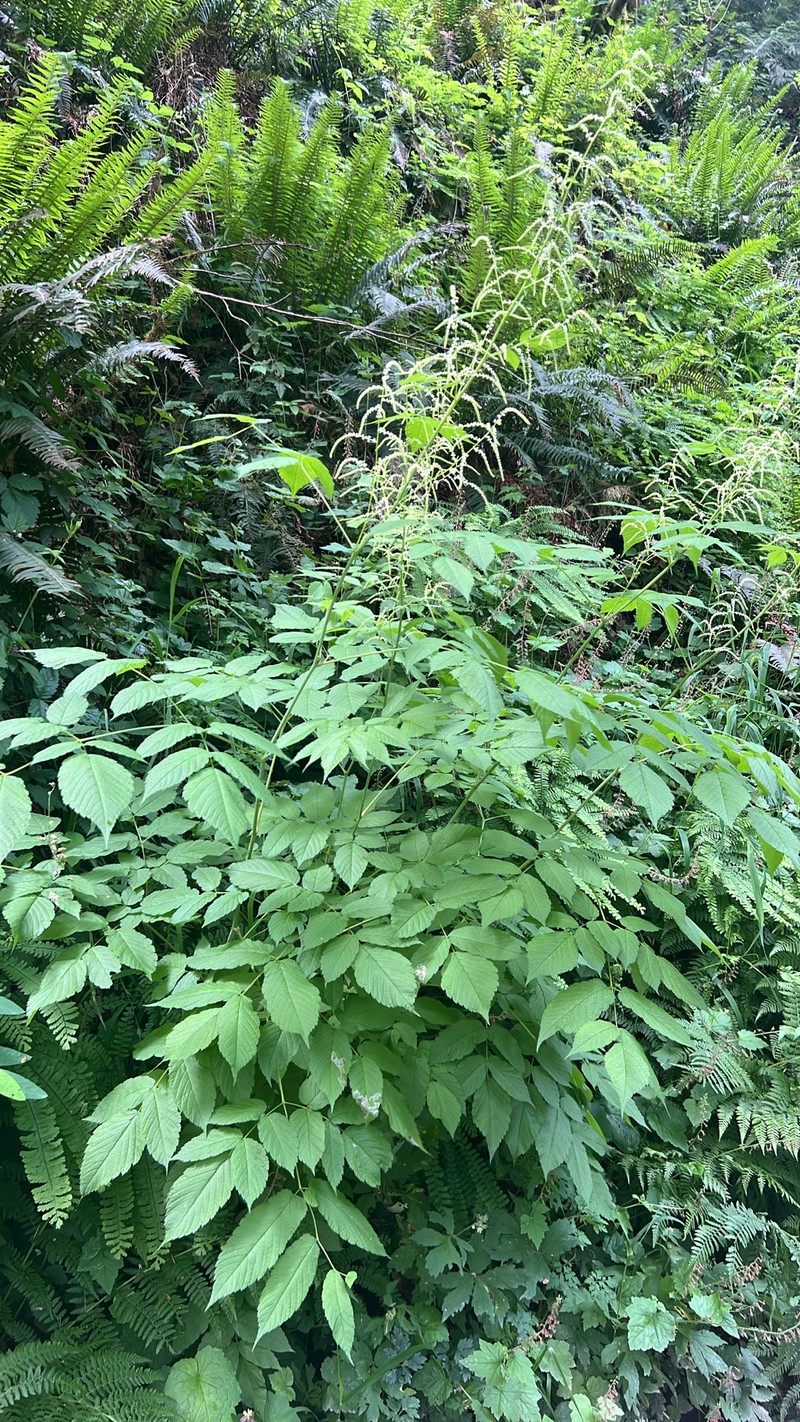 Aruncus dioicus var. acuminatus