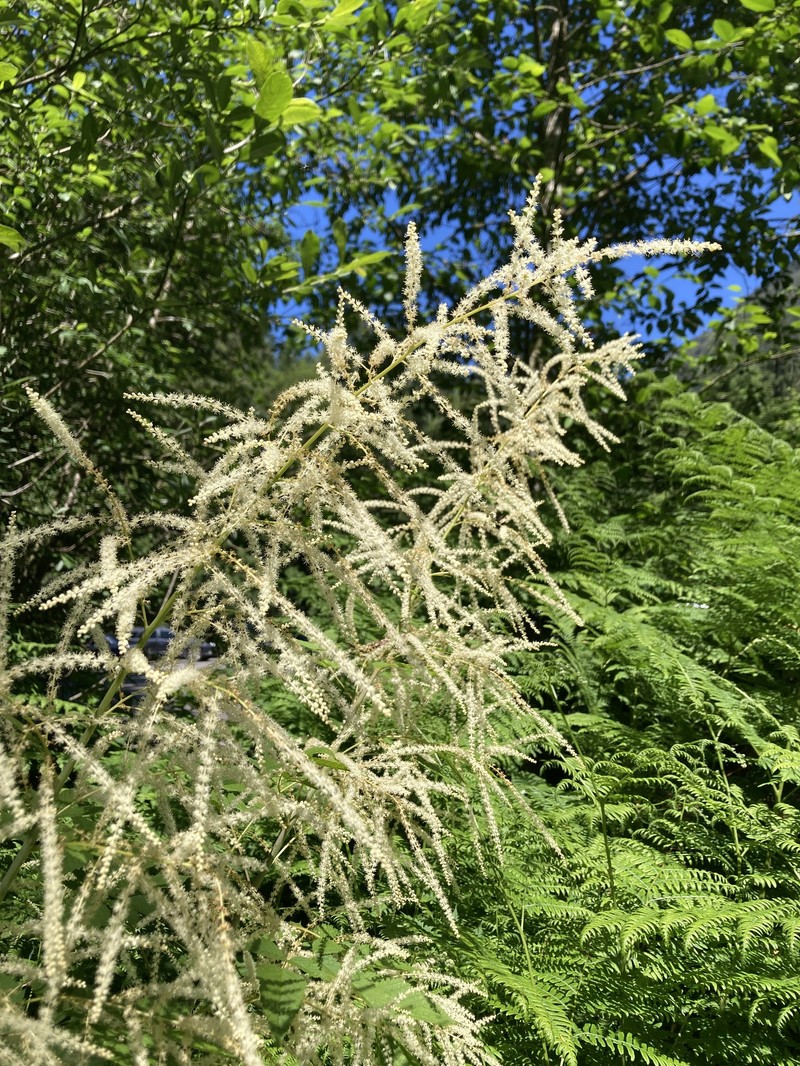 Aruncus dioicus var. acuminatus photo 2