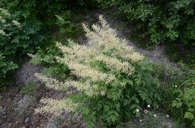 Aruncus dioicus var. acuminatus photo 3
