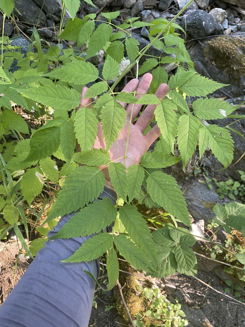 Aruncus dioicus var. acuminatus photo 4