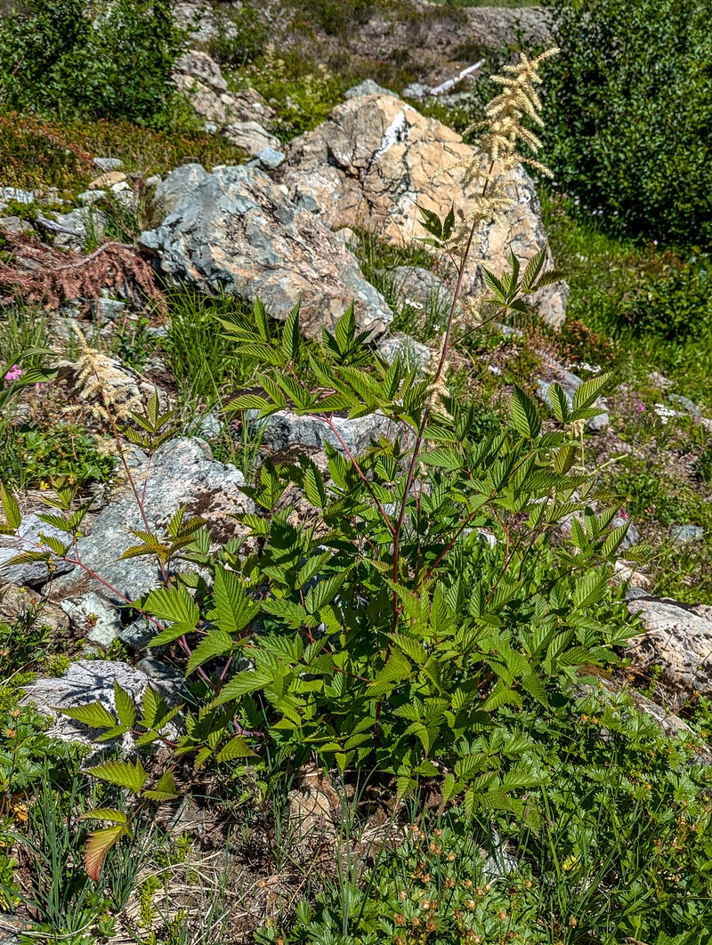 Aruncus dioicus var. acuminatus photo 6