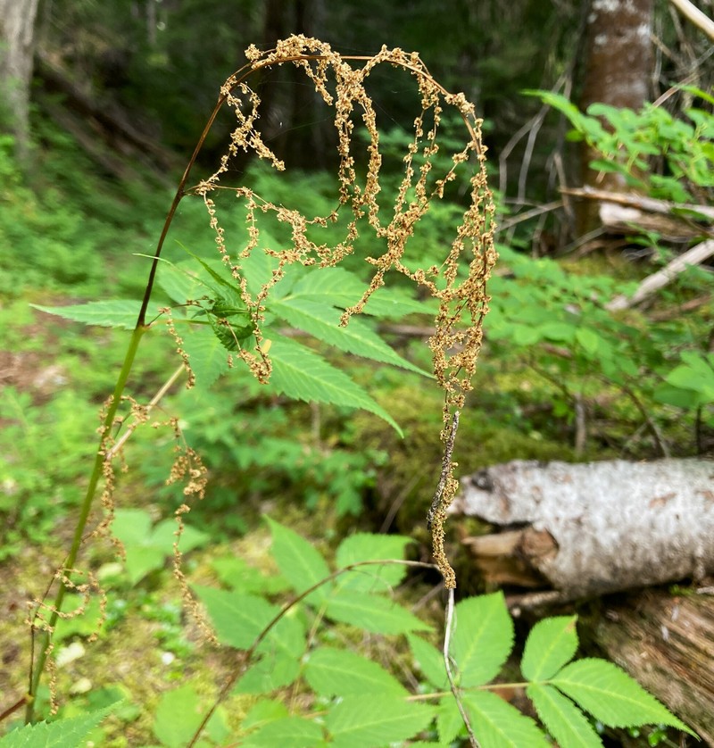 Aruncus dioicus var. acuminatus photo 7