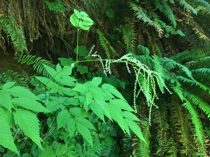 Aruncus dioicus var. acuminatus photo 8