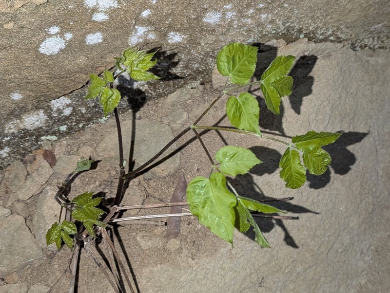 Aruncus dioicus var. pubescens