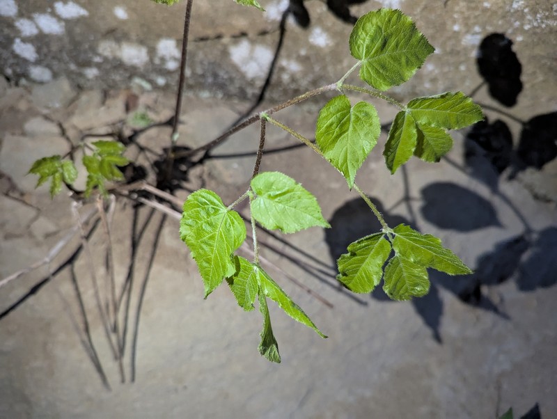 Aruncus dioicus var. pubescens photo 2