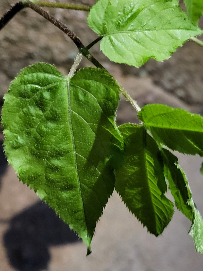 Aruncus dioicus var. pubescens photo 3