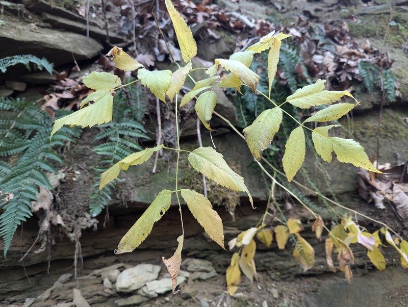 Aruncus dioicus var. pubescens photo 4