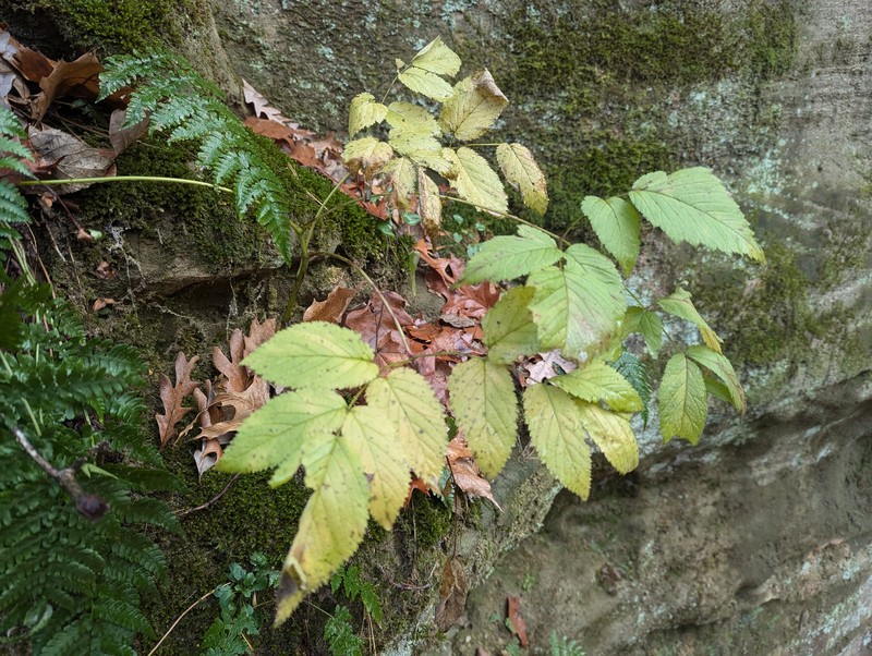 Aruncus dioicus var. pubescens photo 5