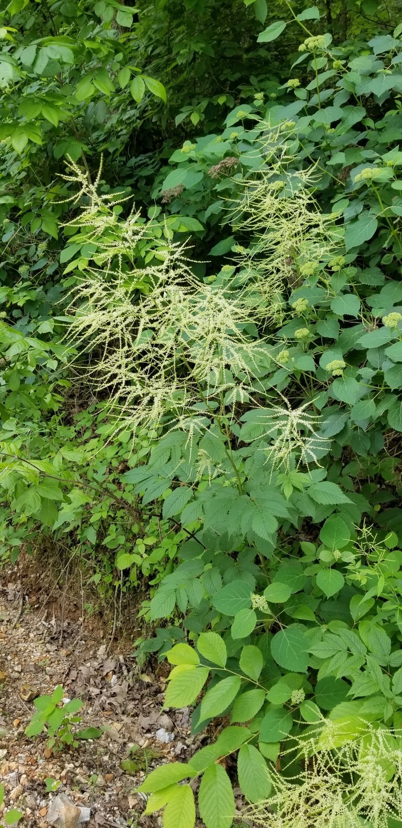 Aruncus dioicus var. pubescens photo 6