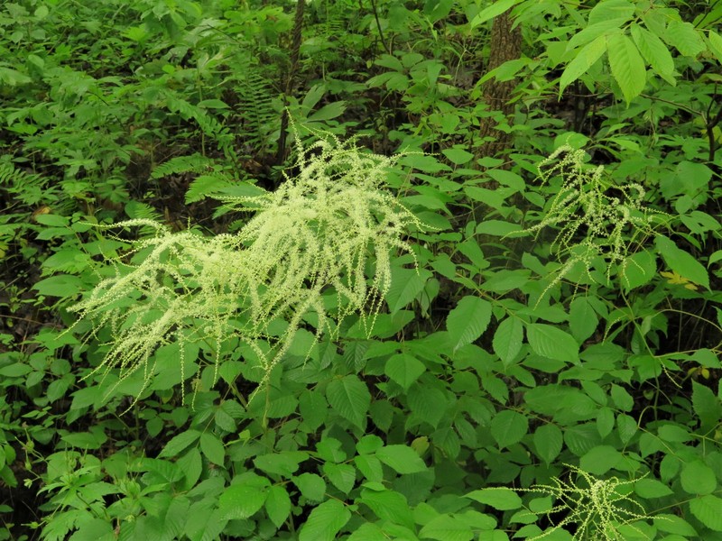 Aruncus dioicus var. pubescens photo 7