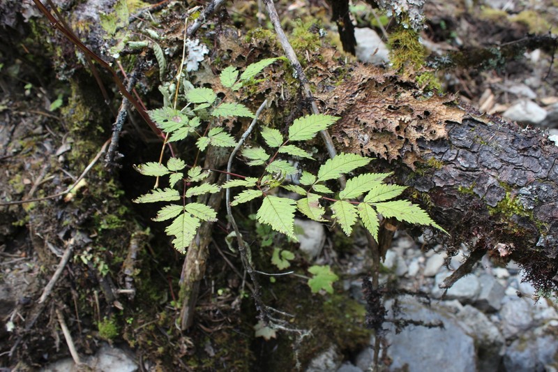 Aruncus gombalanus