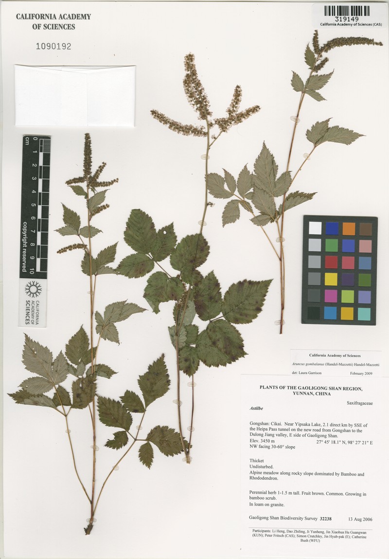 Aruncus gombalanus photo 2
