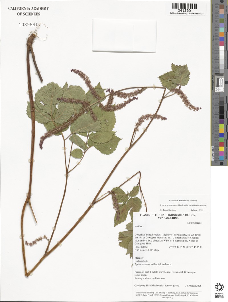 Aruncus gombalanus photo 3