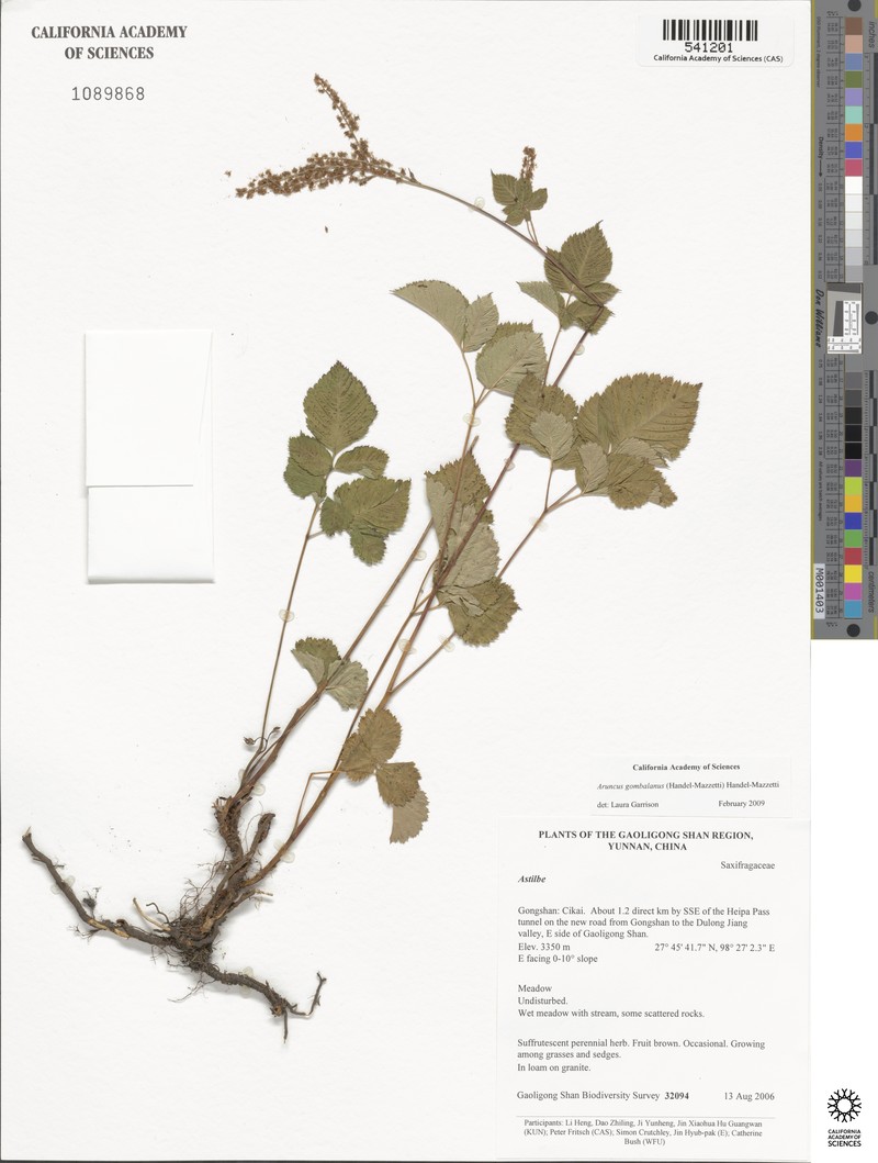 Aruncus gombalanus photo 4