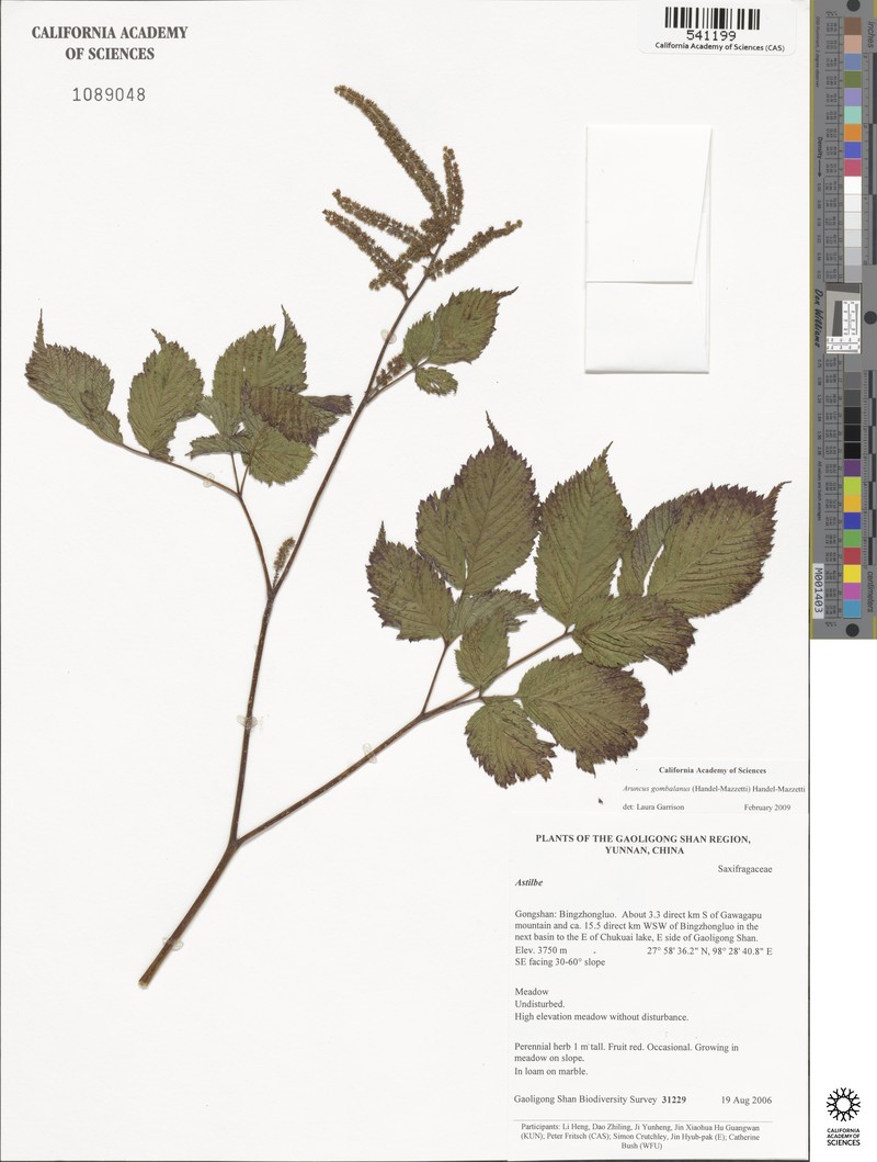 Aruncus gombalanus photo 5