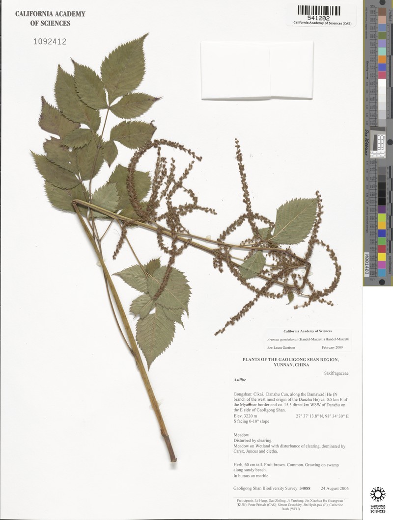 Aruncus gombalanus photo 6