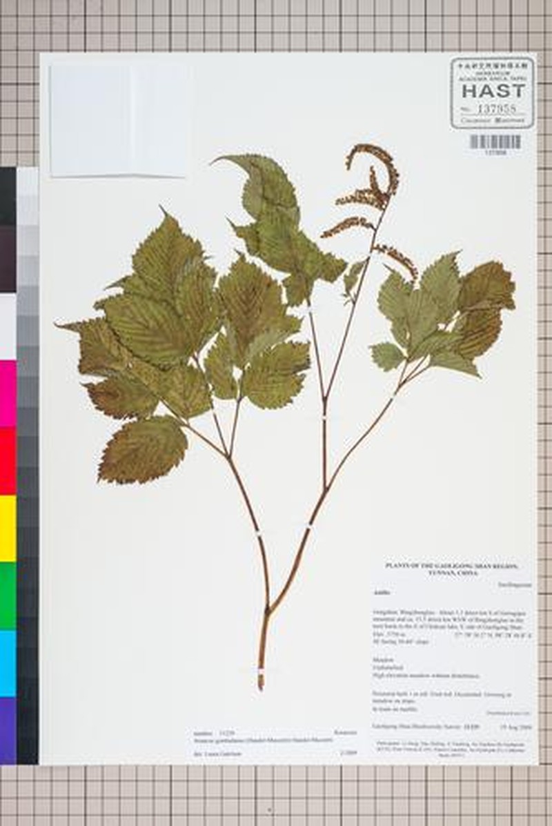 Aruncus gombalanus photo 7