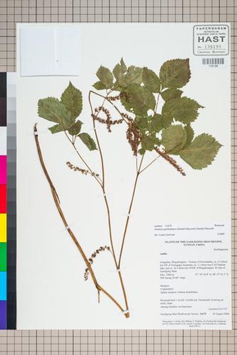 Aruncus gombalanus photo 8