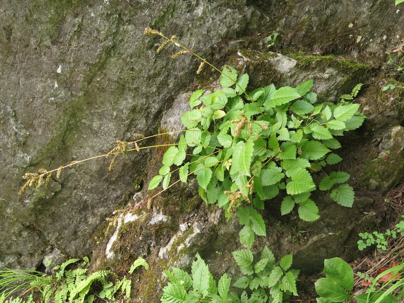 Aruncus parvulus photo 2