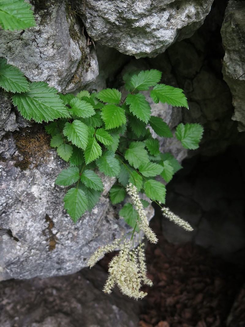 Aruncus parvulus photo 3