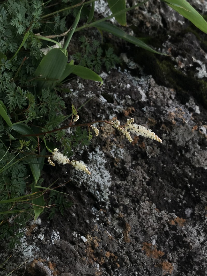 Aruncus sylvester var. sylvester