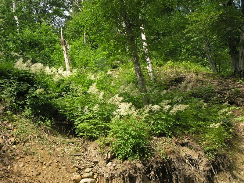 Aruncus sylvester var. sylvester photo 2