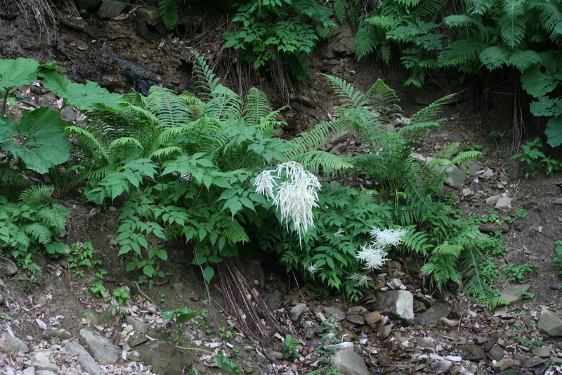 Aruncus sylvester var. sylvester photo 3
