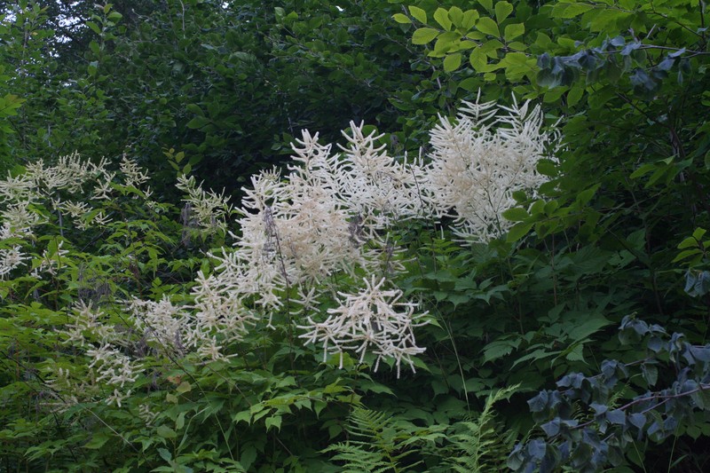 Aruncus sylvester var. sylvester photo 4