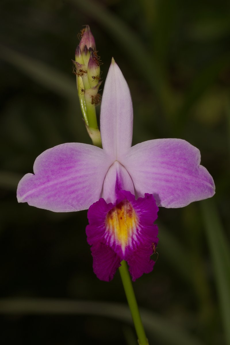 Bamboo Orchid
