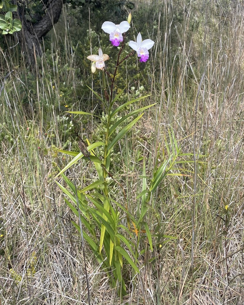Bamboo Orchid photo 2