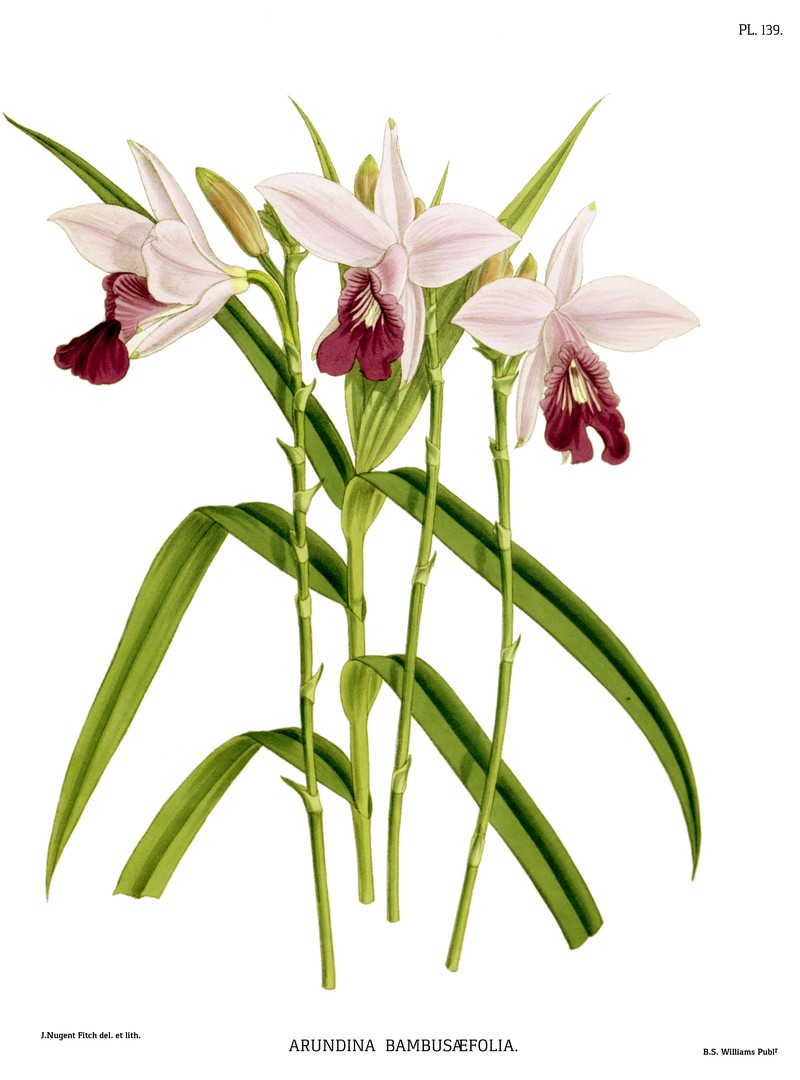 Bamboo Orchid photo 3