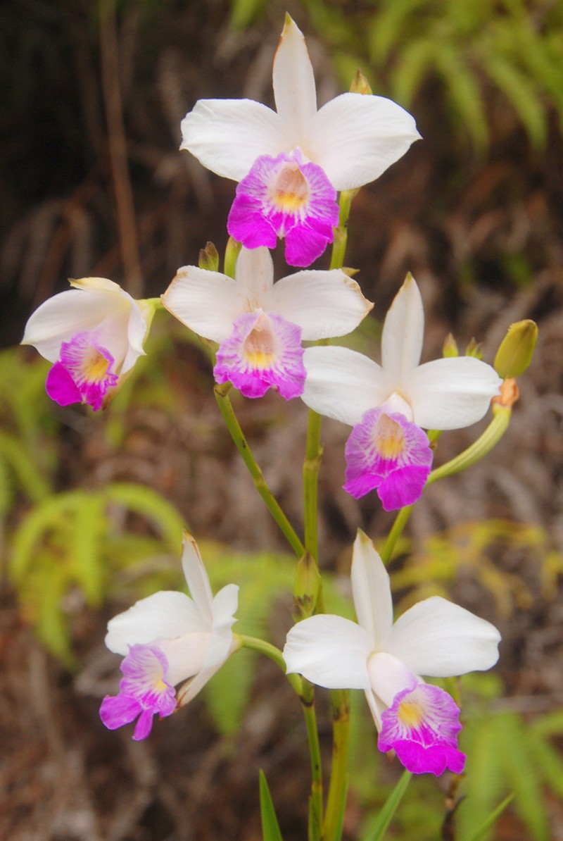 Bamboo Orchid photo 4