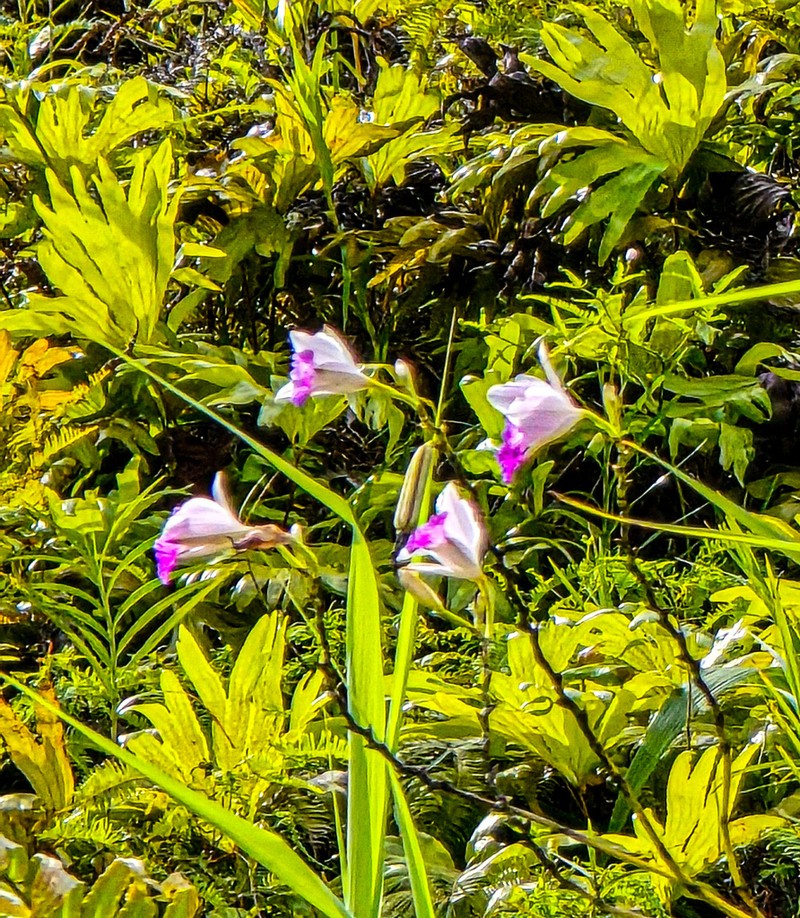 Bamboo Orchid photo 5