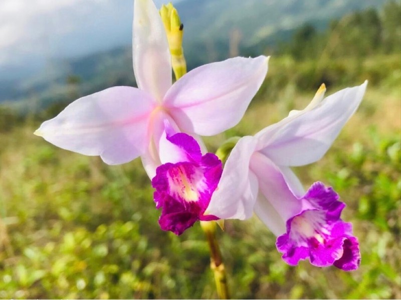 Bamboo Orchid photo 6