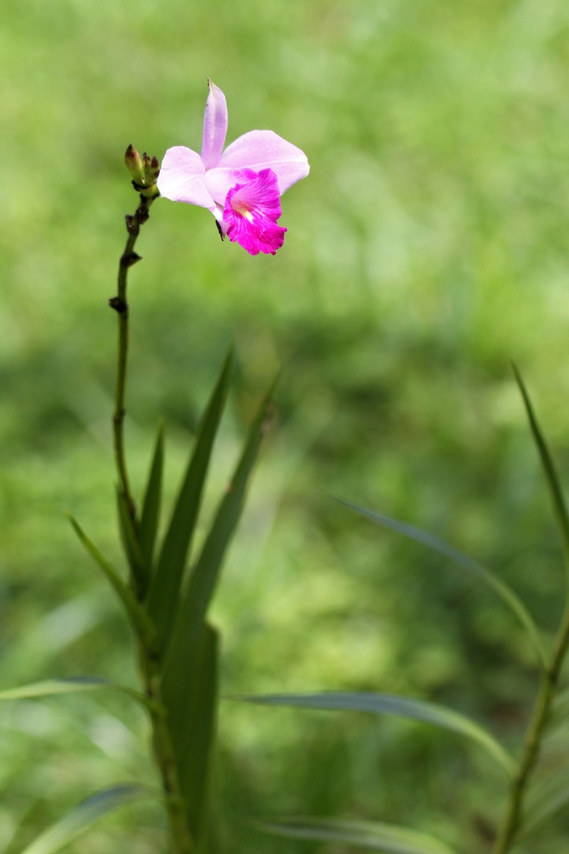 Bamboo Orchid photo 7