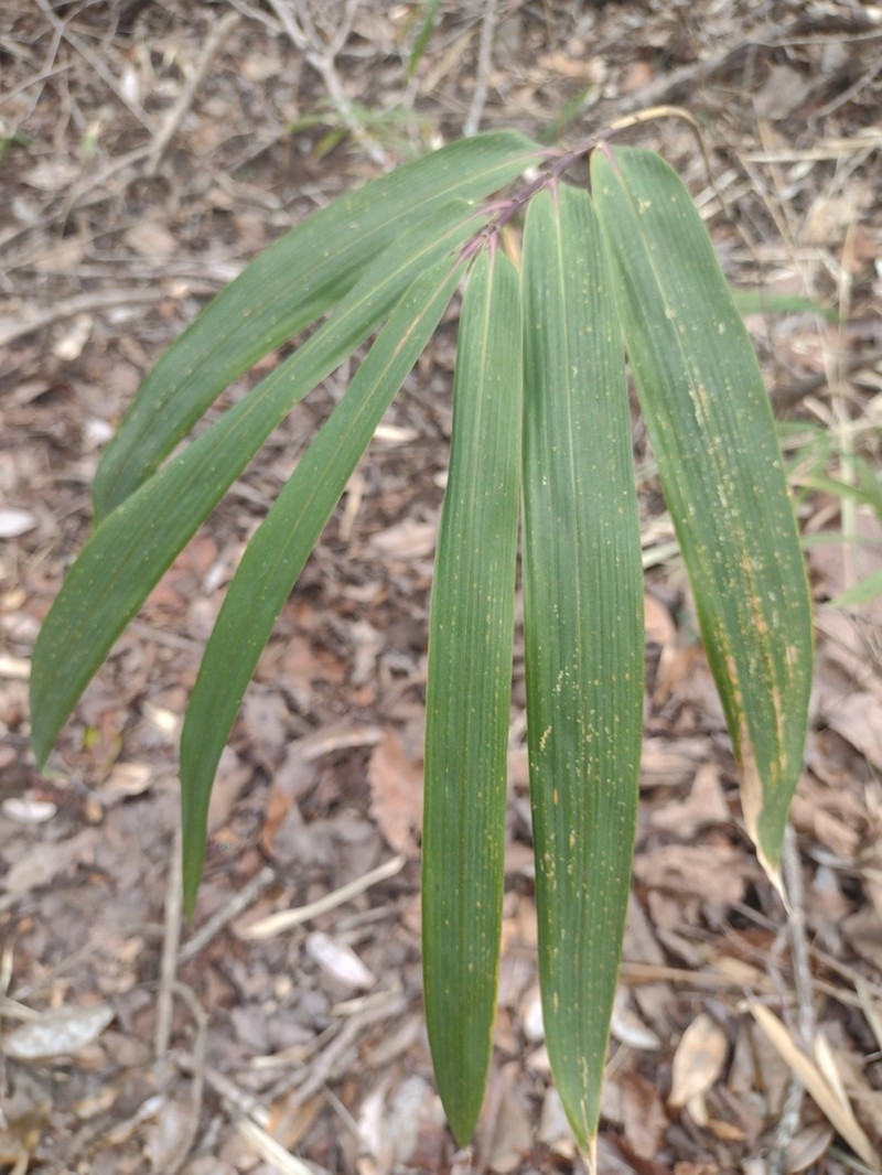 Arundinaria alabamensis