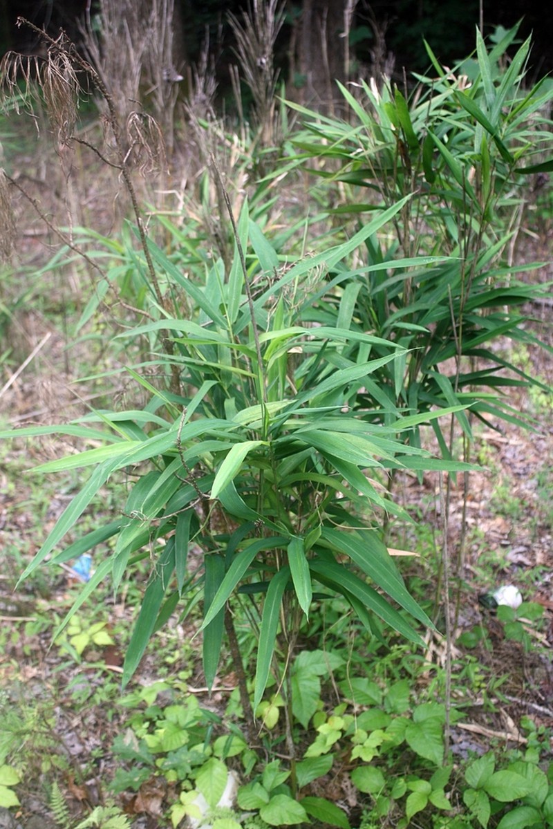 Arundinaria alabamensis photo 2