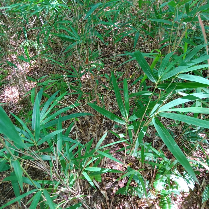 Arundinaria alabamensis photo 3