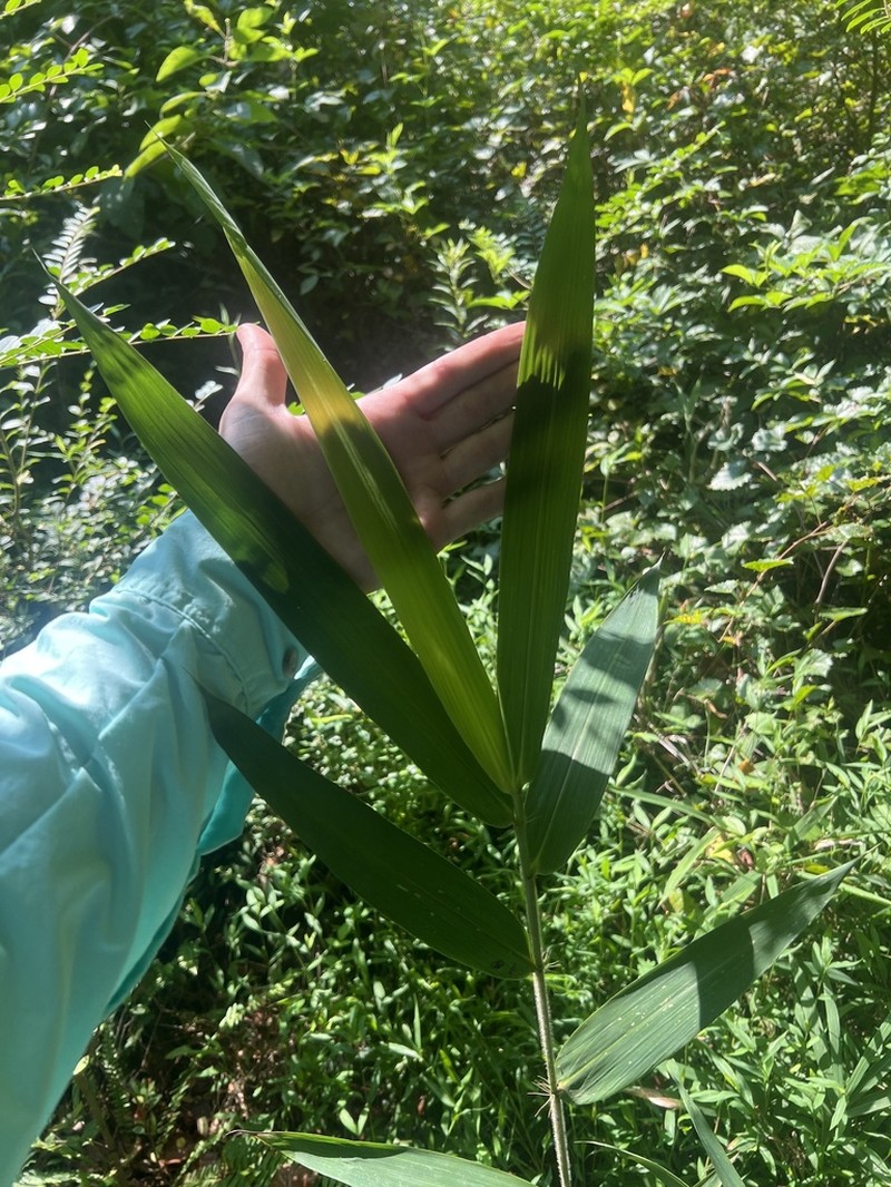 Arundinaria alabamensis photo 4