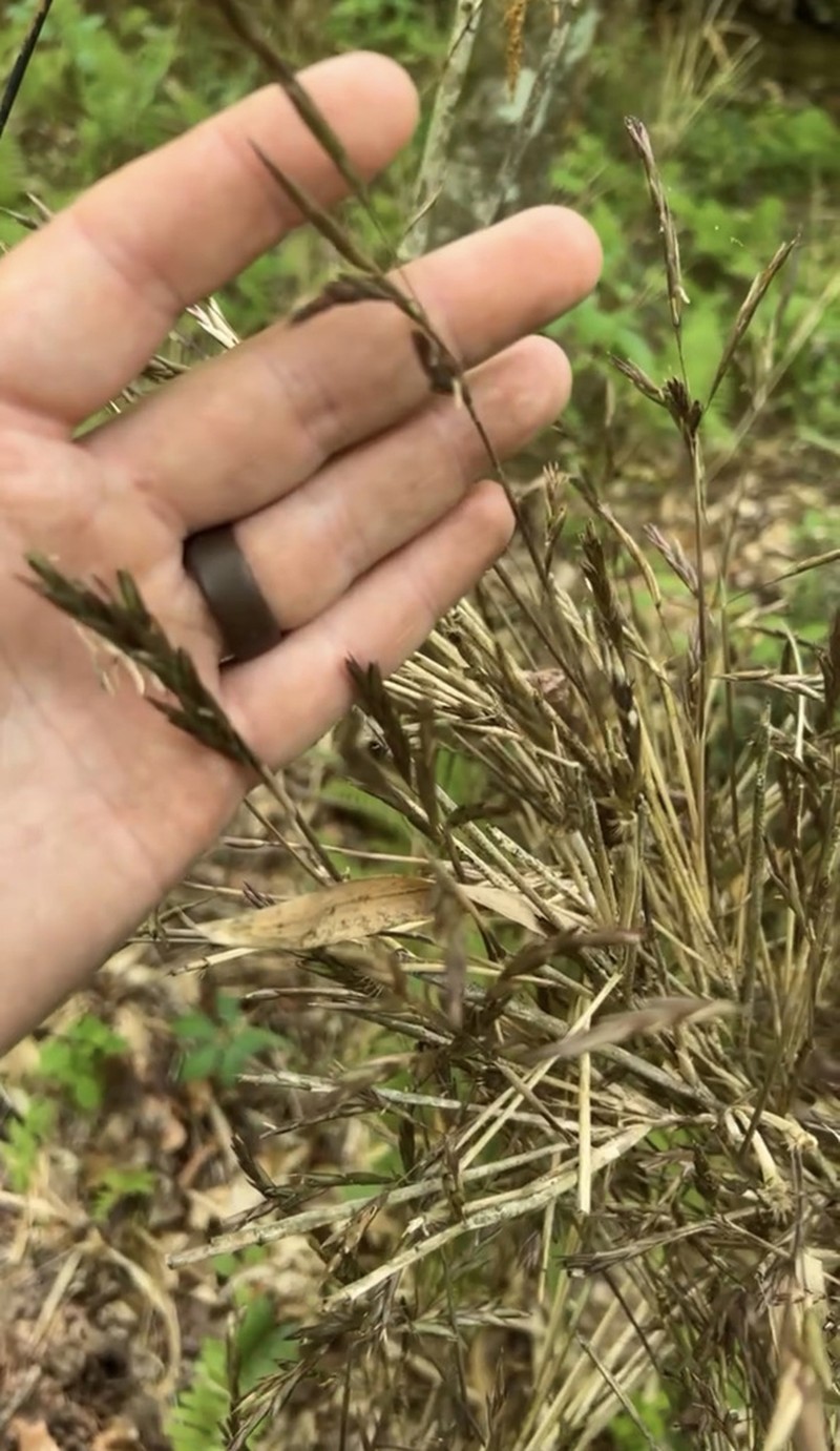 Arundinaria alabamensis photo 5