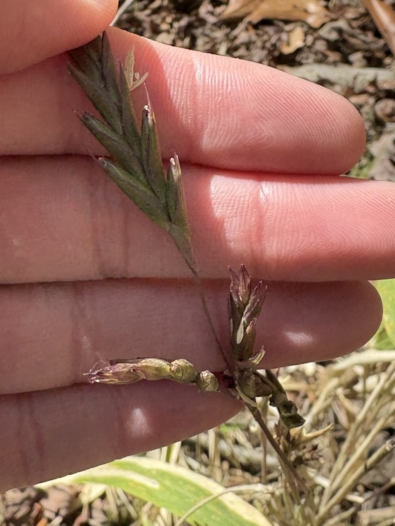 Arundinaria alabamensis photo 6