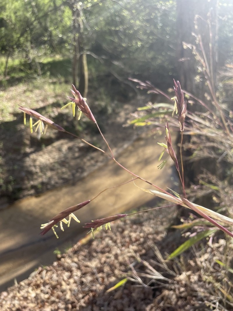 Arundinaria alabamensis photo 7